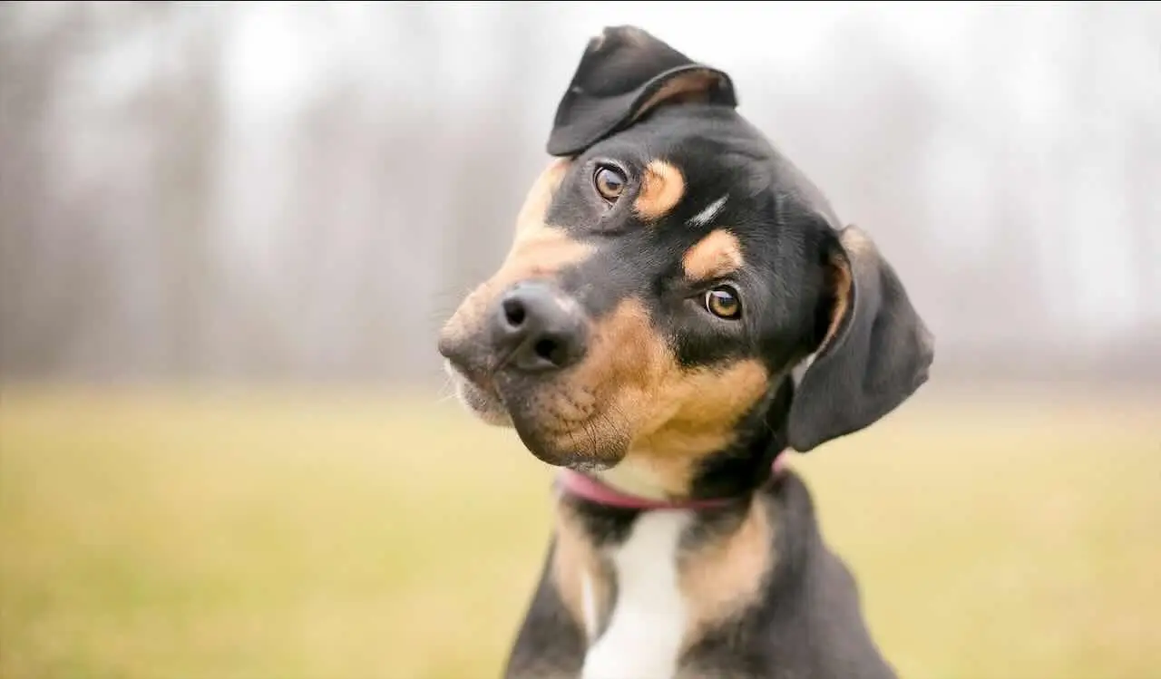 Non lavare i denti del cane in questo modo o rischi di fargli molto male