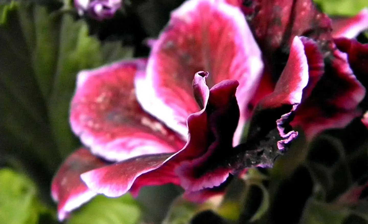 Non mettere la gloxinia all’esterno: ecco perché rischi di farla morire subito