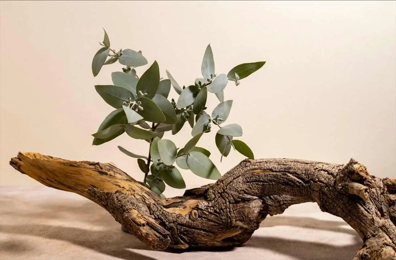 Palo Santo: non solo odore piacevole, ecco i benefici sorprendenti che non conoscevi